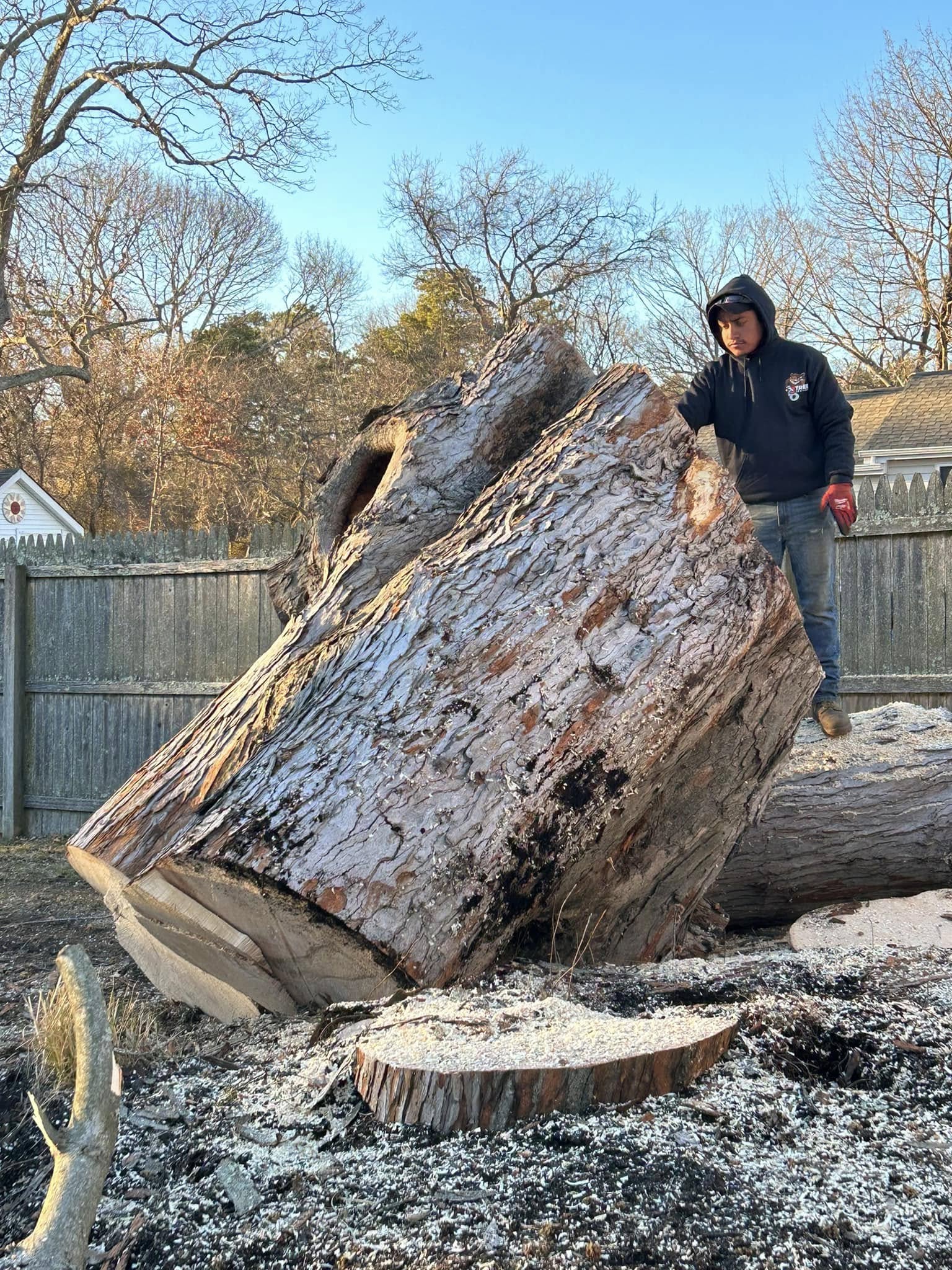Mark Wm. Skowron performing massive oak canopy care and trunk rigging